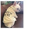 Cute French Bulldog wearing embroidered sweater